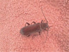 Trichoferus holosericeus