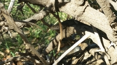 Sceloporus occidentalis