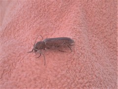 Trichoferus holosericeus