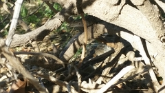 Sceloporus occidentalis
