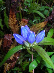 Gentiana andrewsii andrewsii
