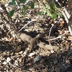 Sceloporus occidentalis