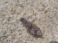 Trichoferus holosericeus