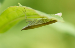 Uresiphita reversalis