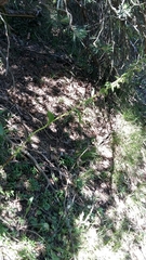 Epipactis helleborine orbicularis