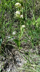 Epipactis helleborine orbicularis