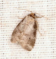 Hyperstrotia pervertens