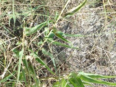 Asclepias asperula