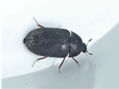 Attagenus unicolor