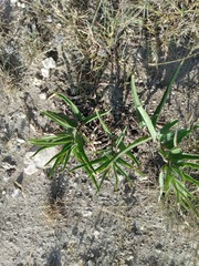 Asclepias asperula