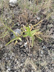Asclepias asperula