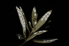Lichtensia viburni