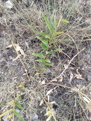 Asclepias asperula