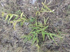 Asclepias asperula