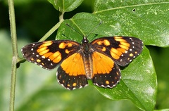 Chlosyne lacinia saundersi