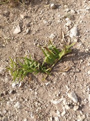 Asclepias asperula