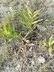 Asclepias asperula