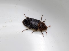 Dermestes undulatus