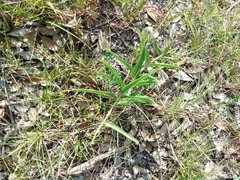 Asclepias asperula
