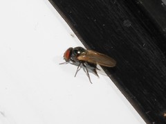 Silba adipata