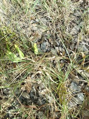 Asclepias asperula