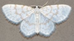 Hydrelia albifera