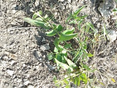 Asclepias asperula