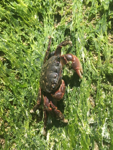 iNaturalist observation photo of Striped Shore Crab