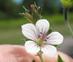 Geranium sibiricum