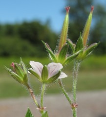 Geranium sibiricum
