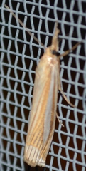 Crambus laqueatellus