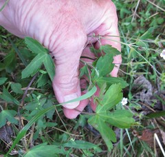 Geranium sibiricum