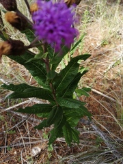 Vernonia greggii