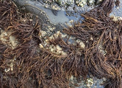 Cryptosiphonia woodii