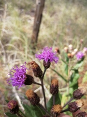 Vernonia greggii