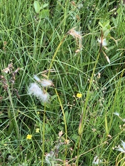 Eriophorum latifolium
