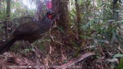 Penelope superciliaris