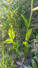 Epipactis helleborine orbicularis