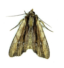Apamea verbascoides