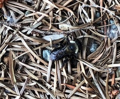 Bombus californicus