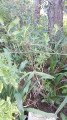 Corynocarpus laevigatus