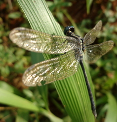 Libellulidae