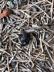 Bombus californicus