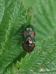 Istocheta aldrichi