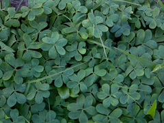 Oxalis bipartita