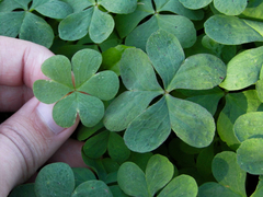 Oxalis bipartita