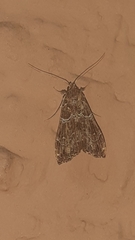 Noctuoidea