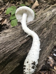 Amanita longipes