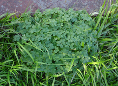 Oxalis bipartita
