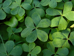 Oxalis bipartita
